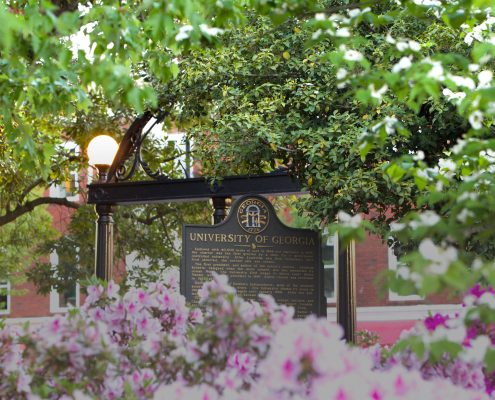 Flowers at arch